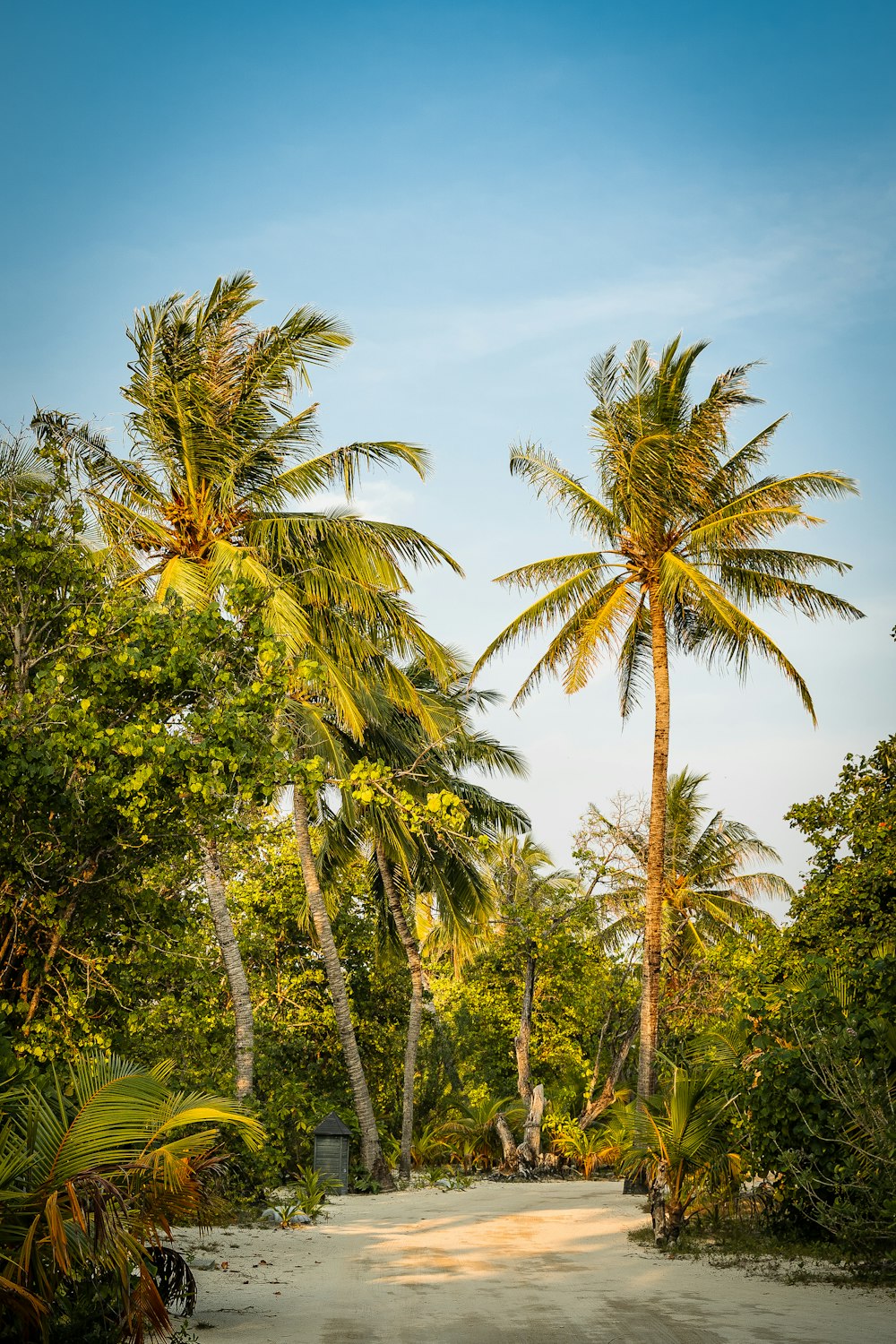 palmeiras verdes sob o céu azul durante o dia