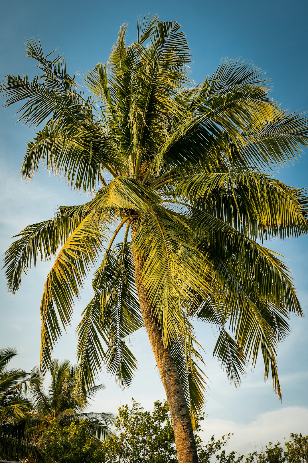 green palm tree under blue sky during daytime