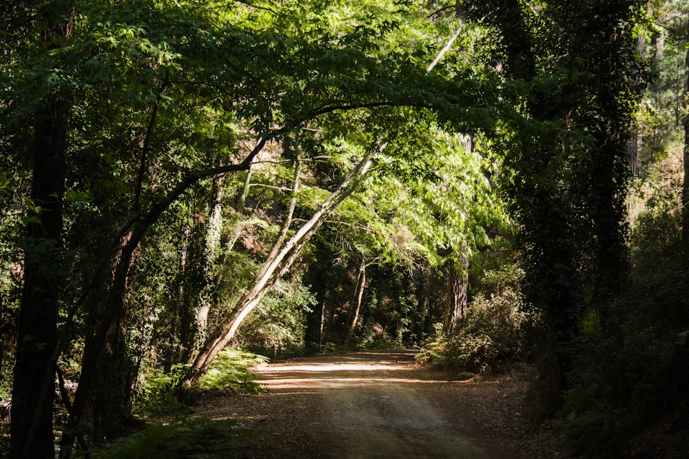 green trees beside gray road during daytime