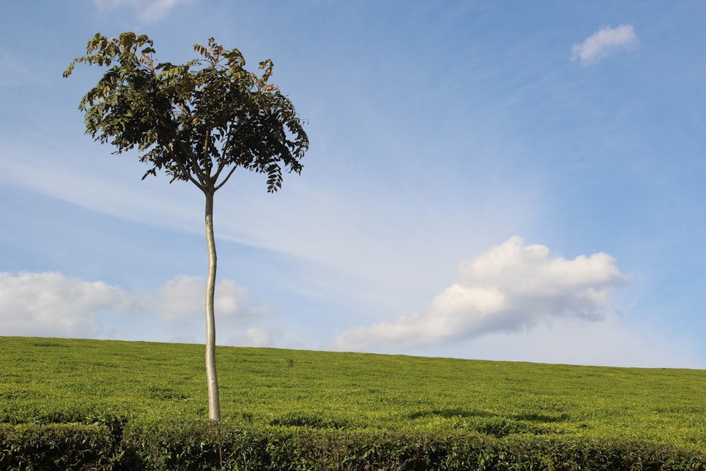 green tree on green grass field under blue sky during daytime