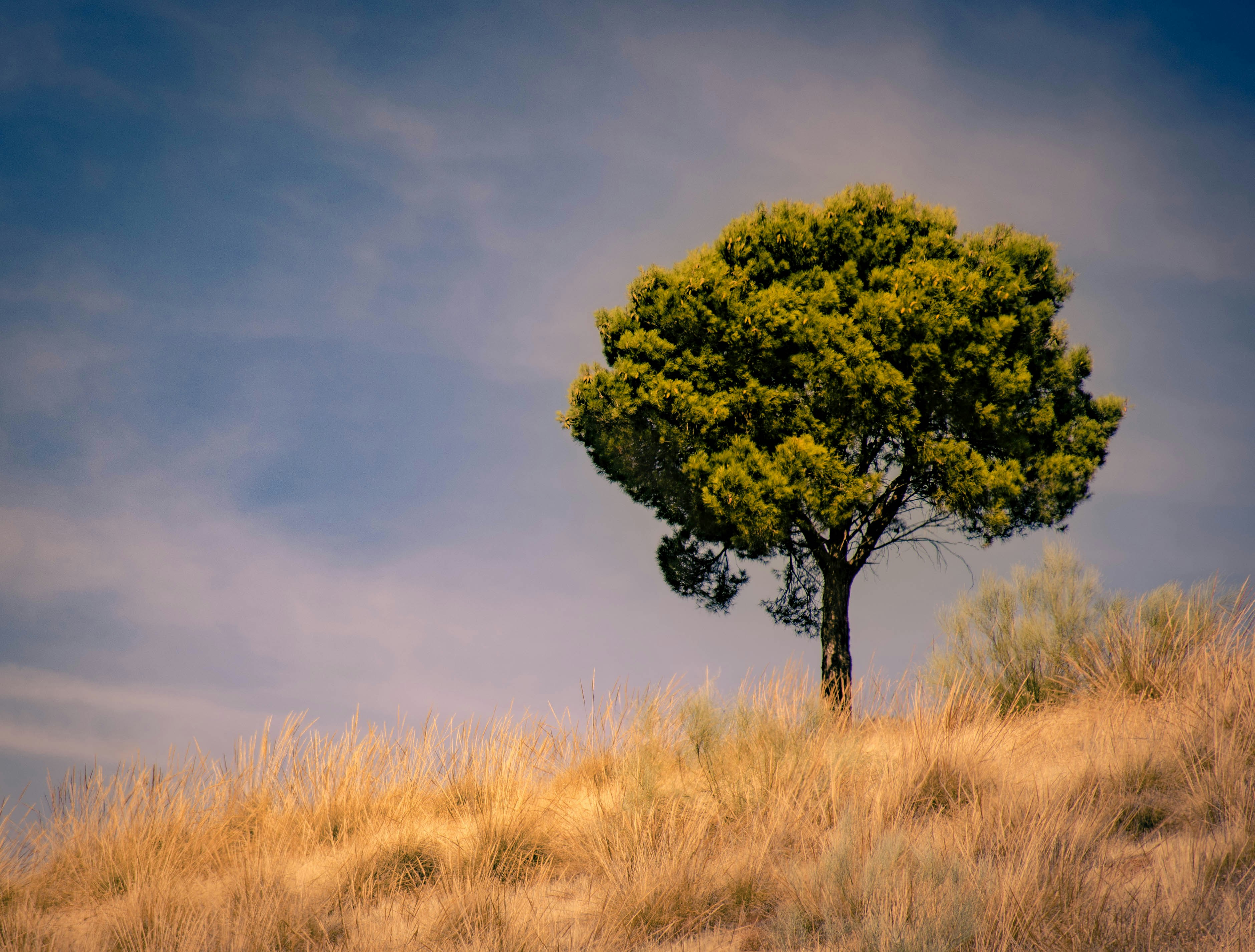 Photo by muleskinner