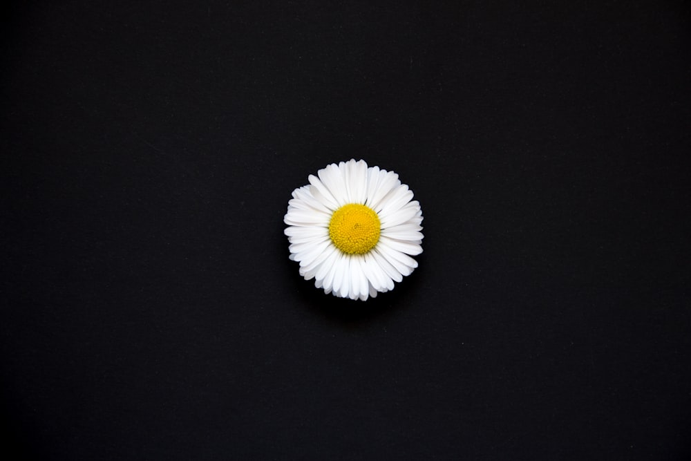 white daisy on black surface