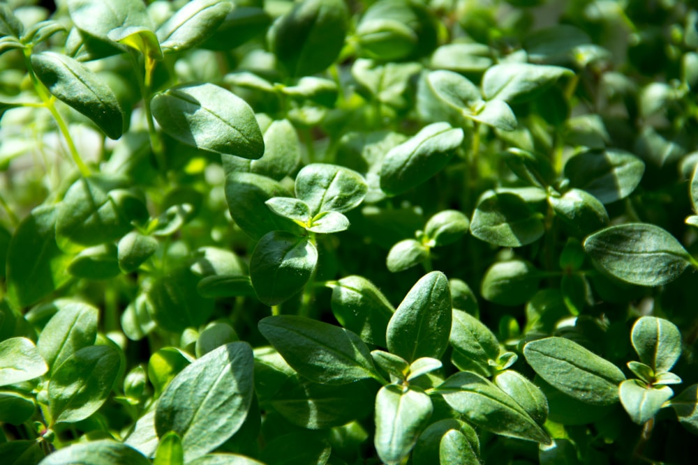 green leaves with water droplets