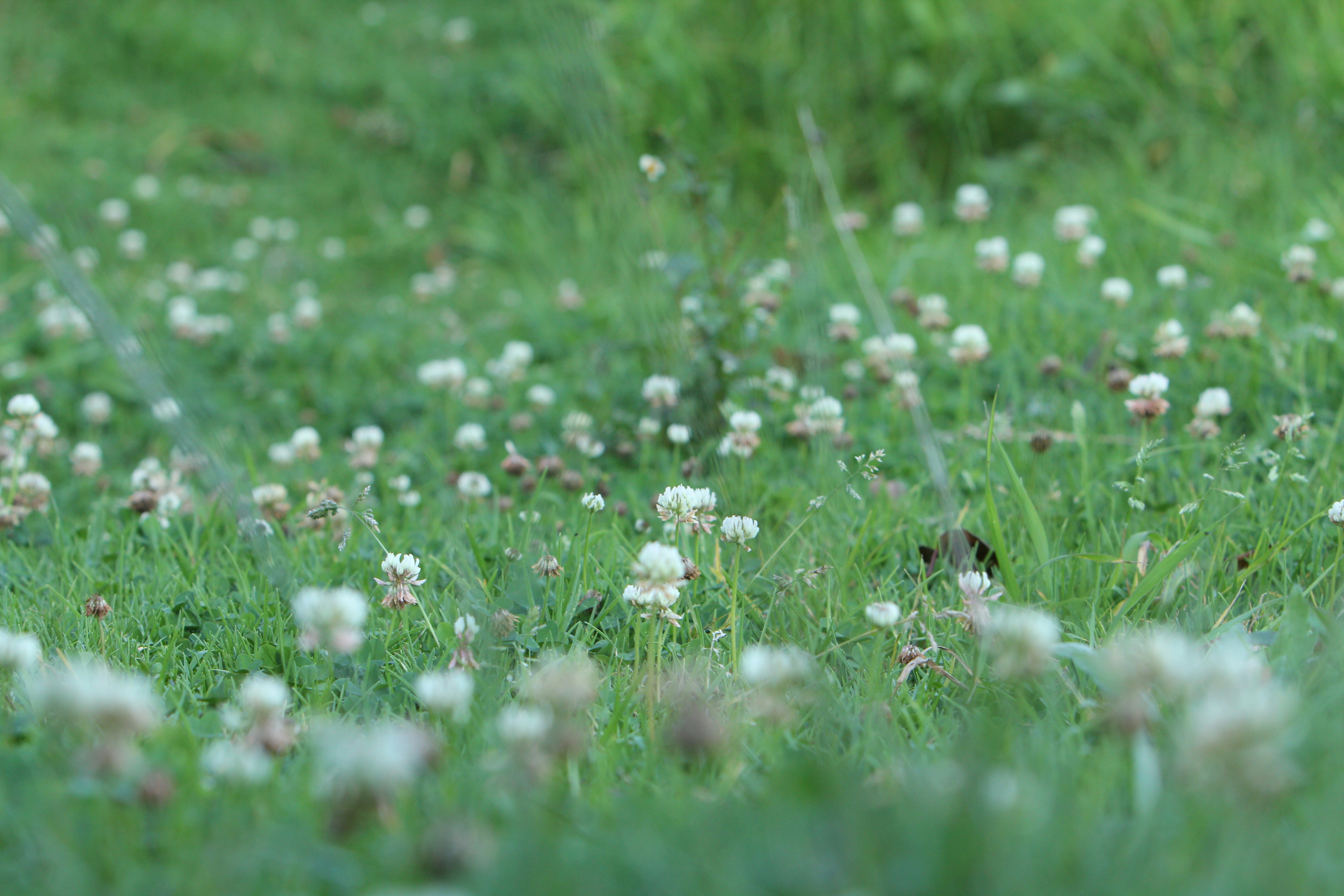 昼間の緑の芝生に白い花