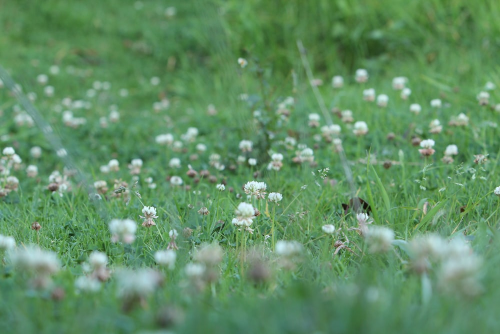 white flowers on green grass field during daytime