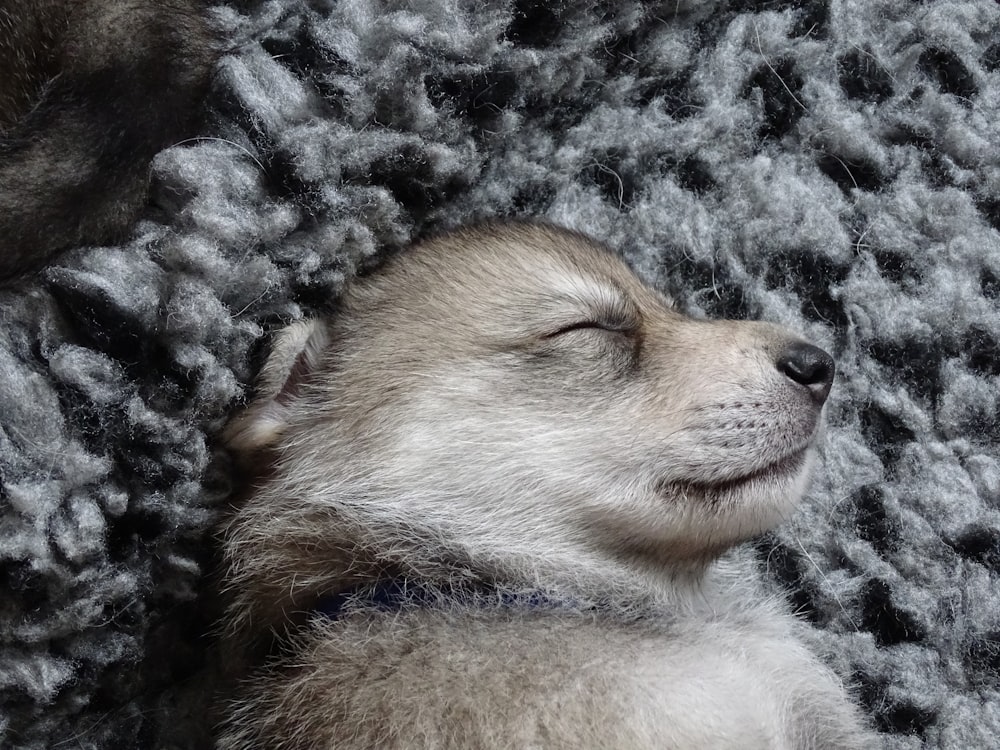 brown and white pomeranian puppy