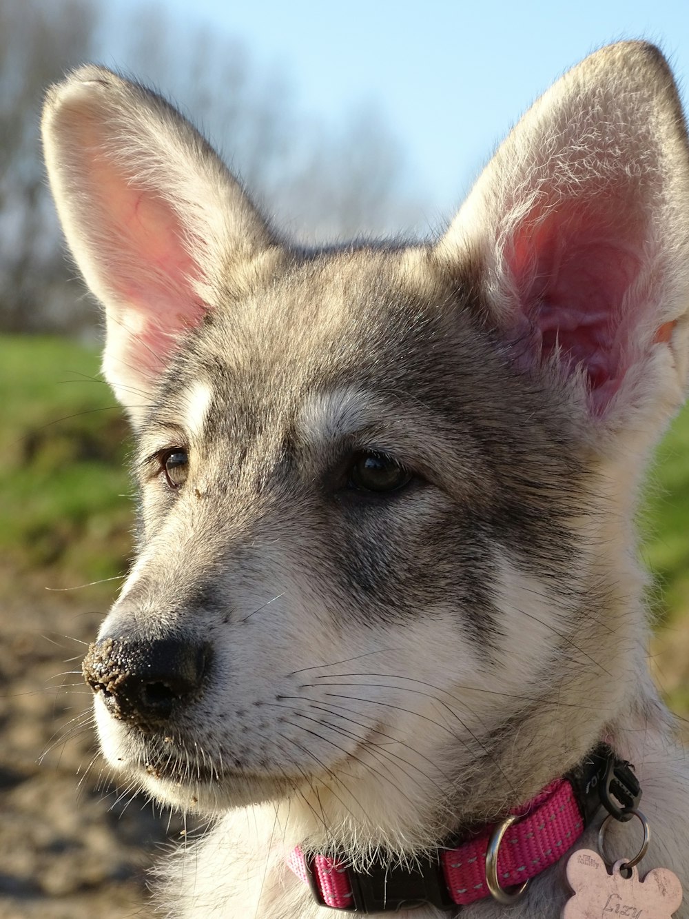 white and black siberian husky