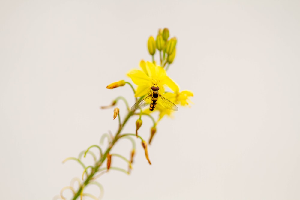 yellow flower on white background