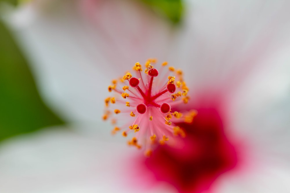 pink and yellow flower in macro shot