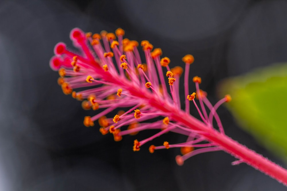 pink and yellow flower in macro lens