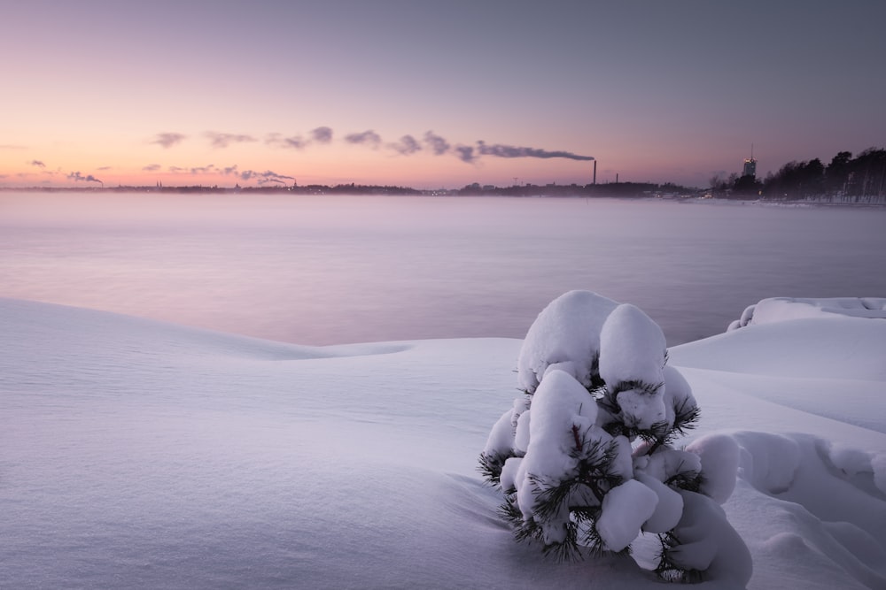 snow covered trees on snow covered ground during daytime