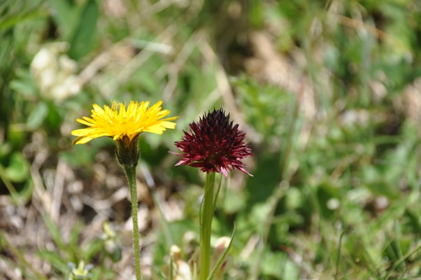 Two flowers standing side by side in a natural setting. One flower is yellow with a bright, open blossom, and the other is dark red with a spiky, textured appearance. The background consists of blurred green vegetation and natural undergrowth.