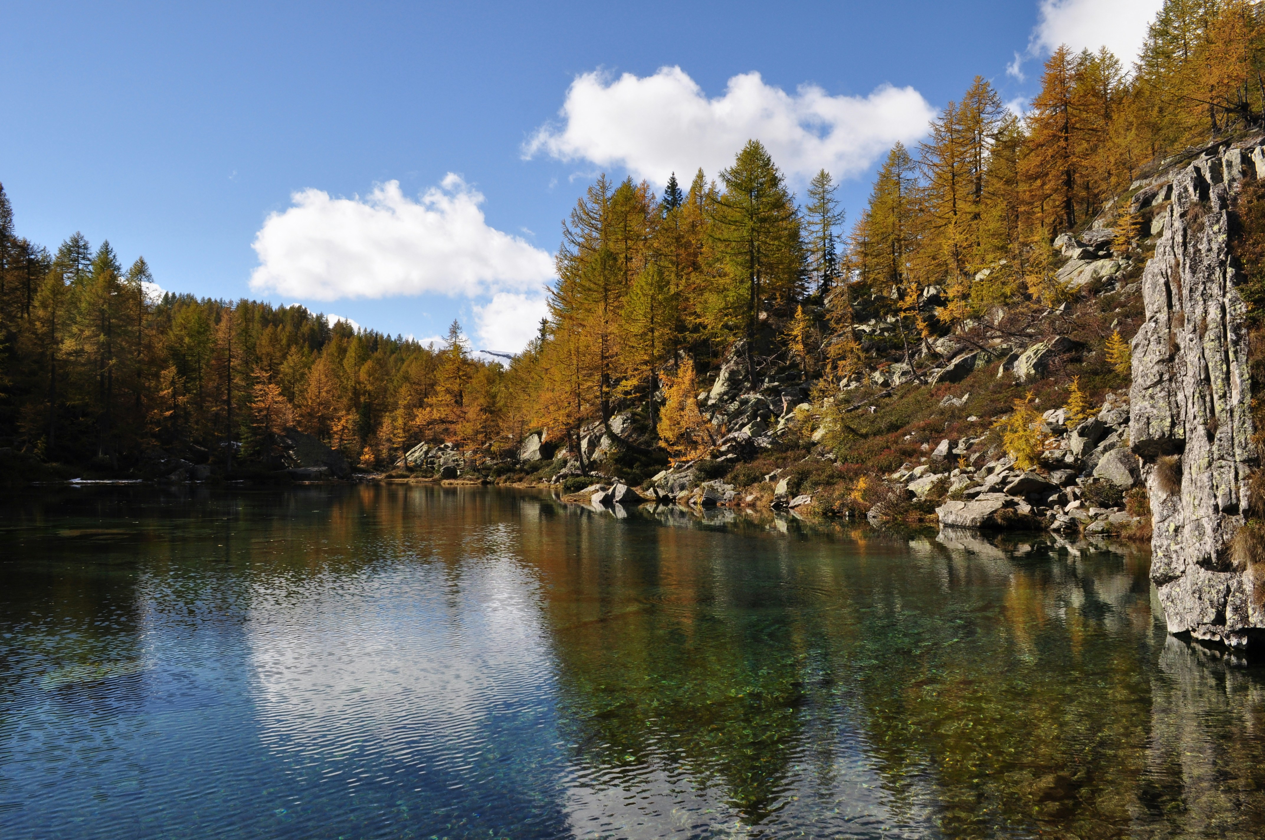 green trees beside river under blue sky during daytime