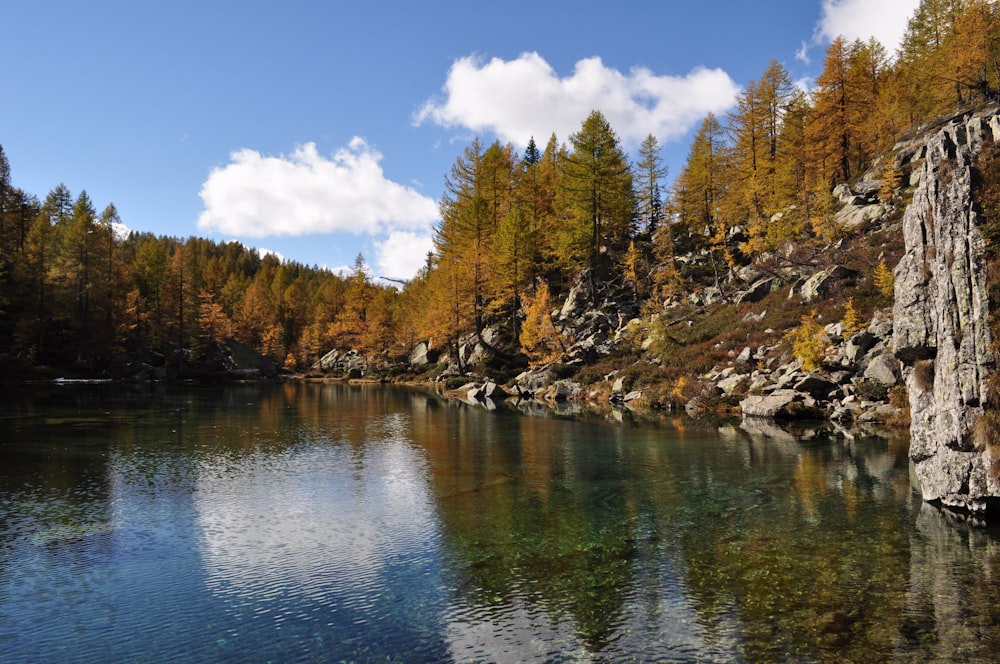 green trees beside river under blue sky during daytime