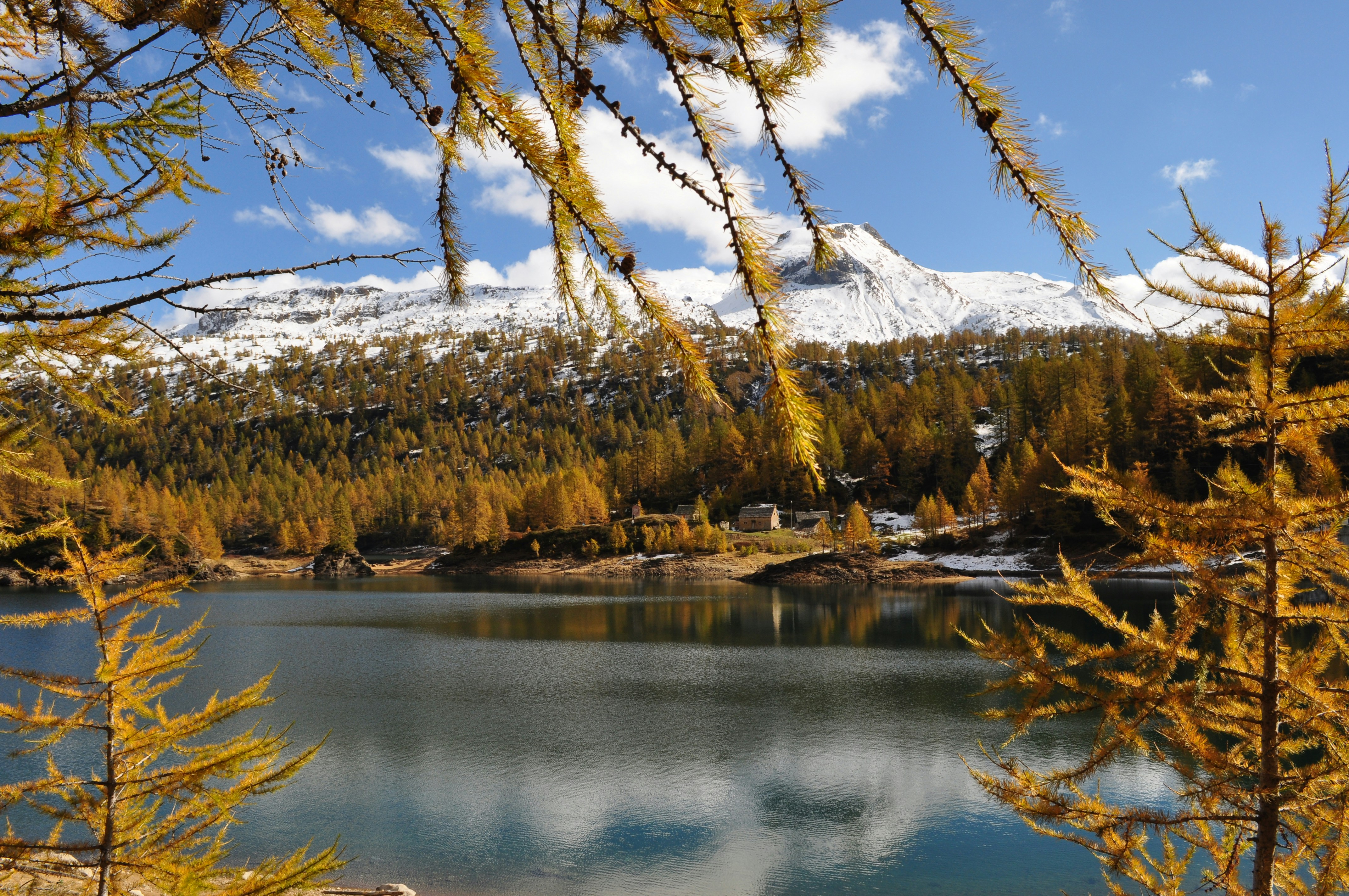 brown trees near body of water during daytime
