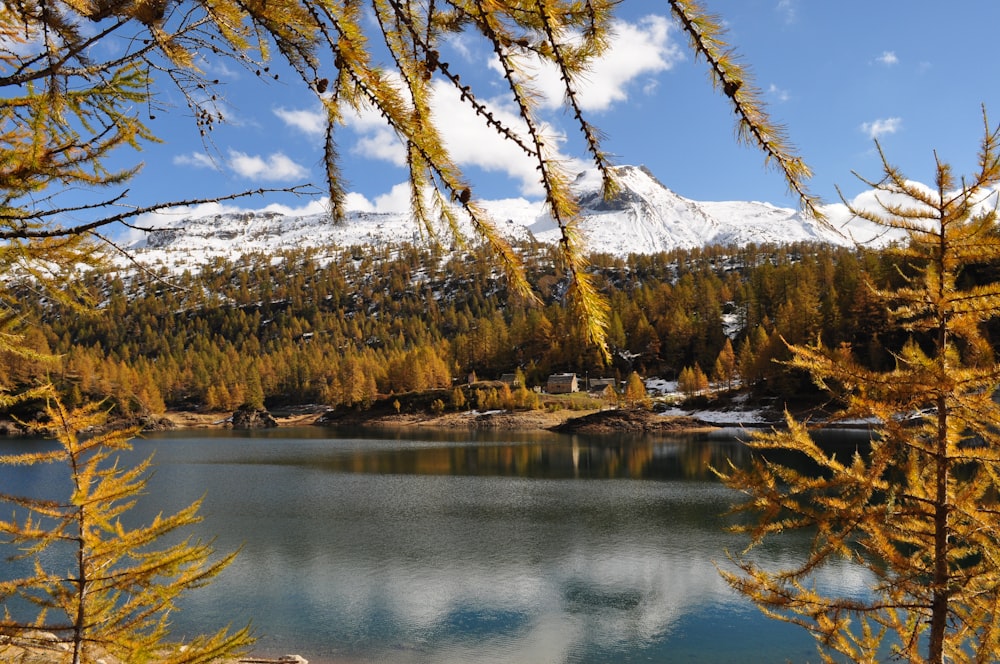 brown trees near body of water during daytime