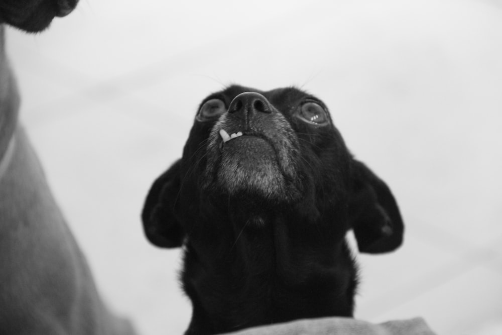 black labrador retriever puppy in grayscale photography