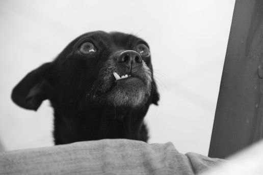 black short coat small dog