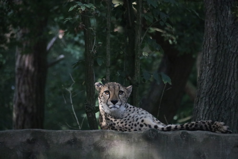 cheetah lying on brown wooden log