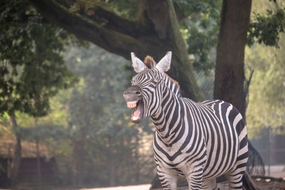 zebra standing near green trees during daytime