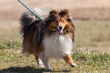 brown and white long coat small dog on green grass during daytime