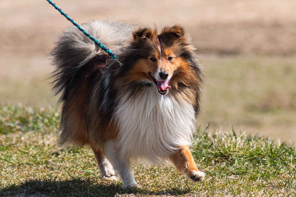 brown and white long coat small dog on green grass during daytime