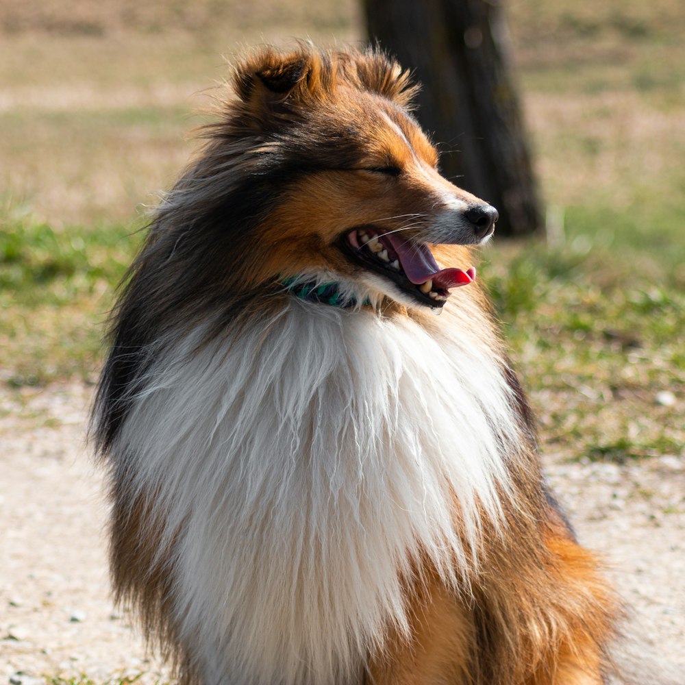 brown white and black rough collie