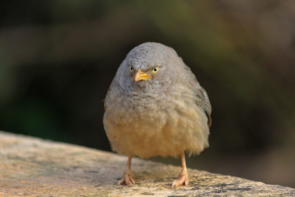 gray and white bird on gray concrete surface