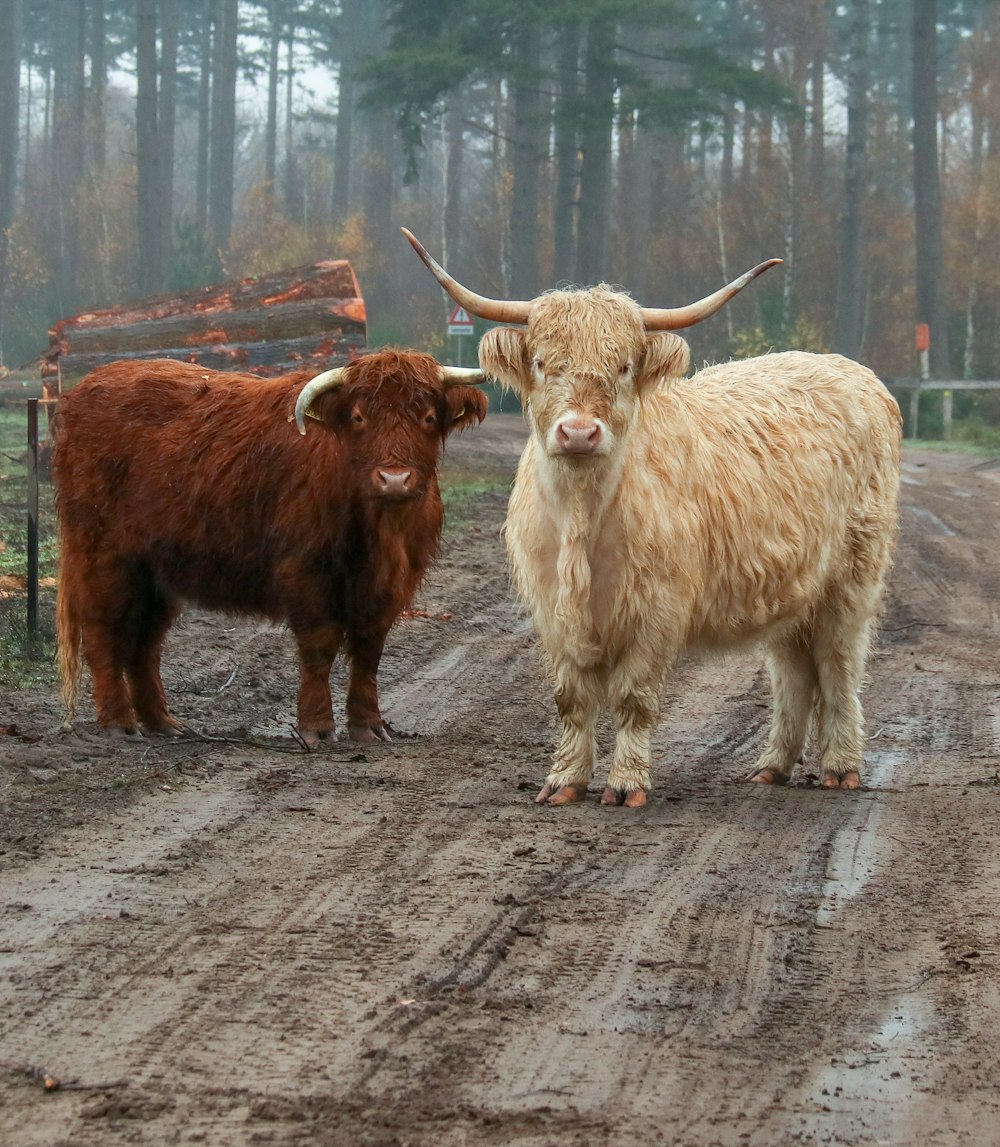 brown yak on gray dirt road during daytime