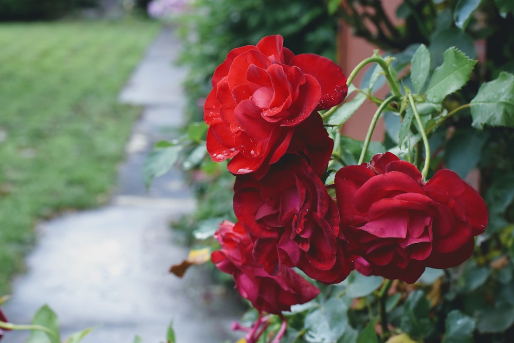 red rose in bloom during daytime