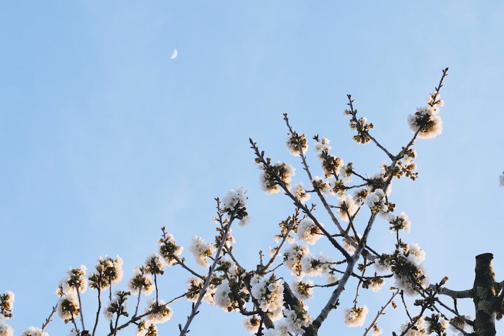 white cherry blossom under blue sky during daytime