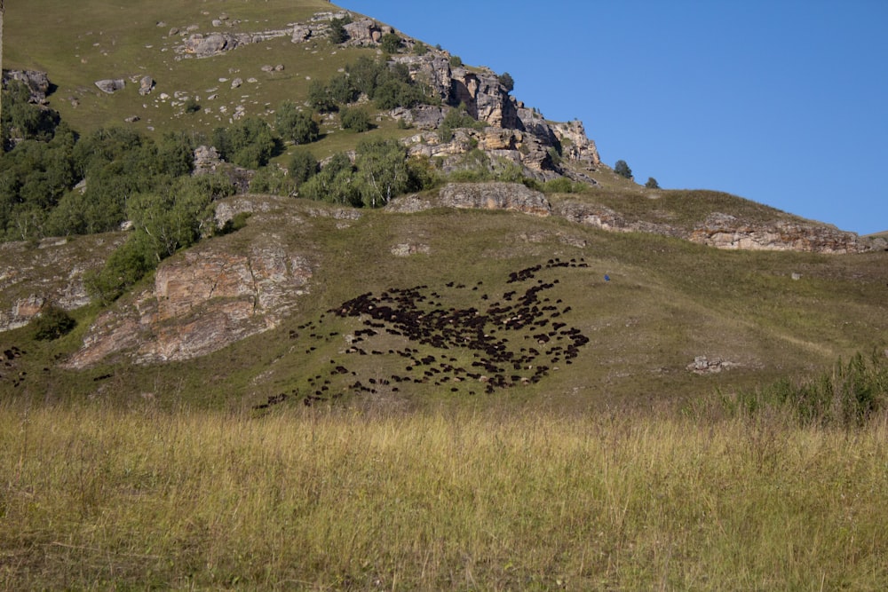 green grass field on rocky mountain under blue sky during daytime