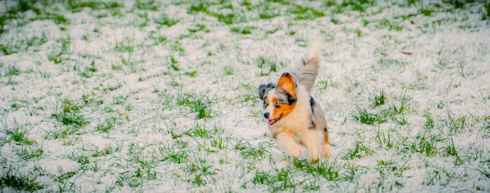 white black and brown long coated dog lying on green grass during daytime