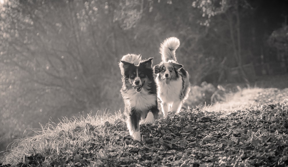 white and black long coat small dog on brown dried leaves during daytime