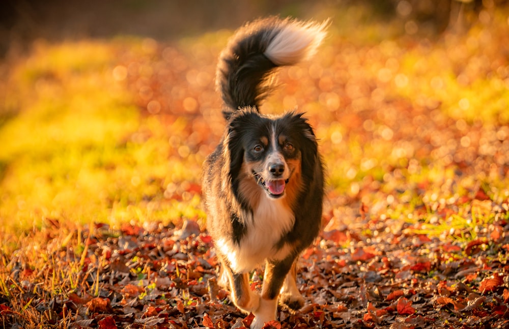 black white and brown long coated dog running on brown dried leaves during daytime