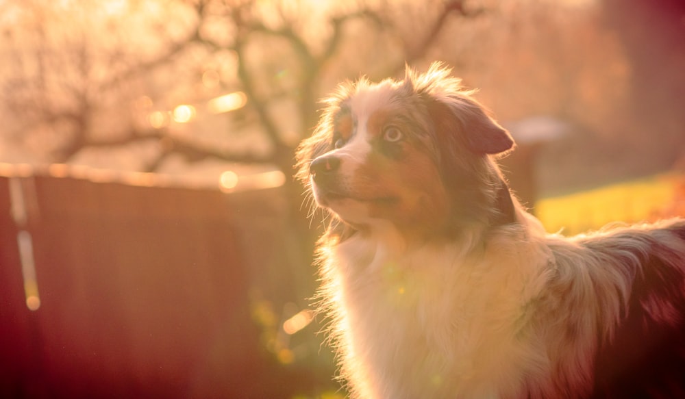 white and brown long coated dog