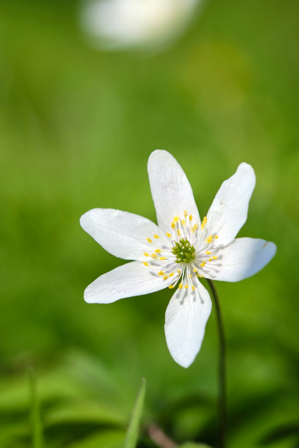 white flower in tilt shift lens