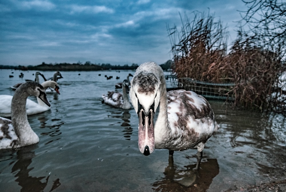 white and black duck on water during daytime