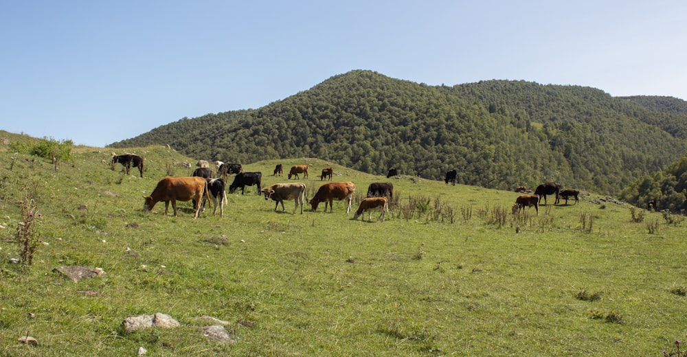 brown and white cow on green grass field during daytime