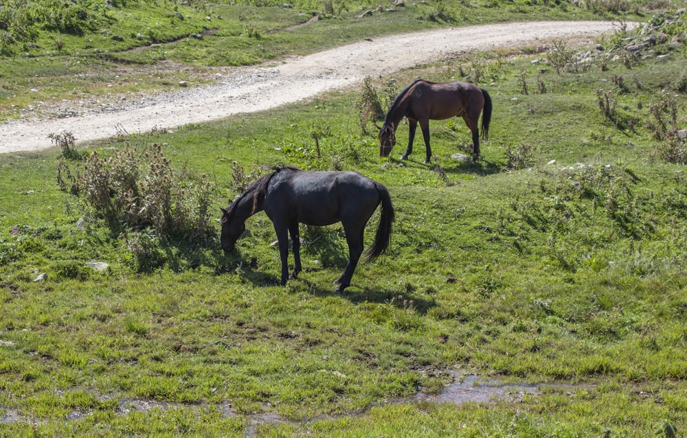 Caballo negro comiendo hierba durante el día