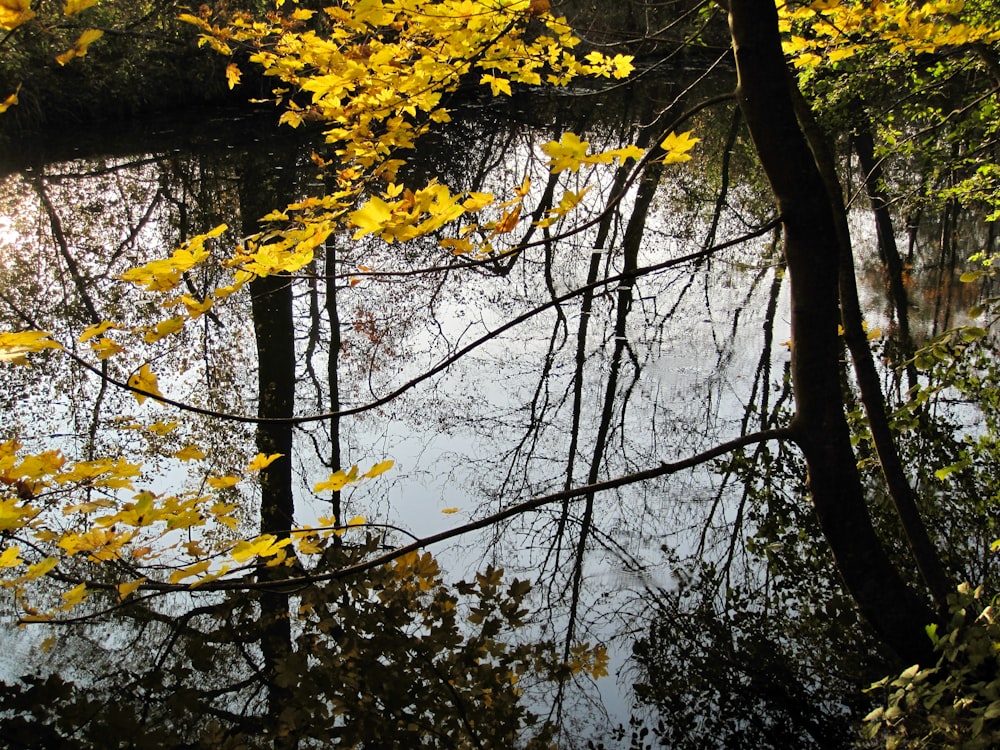 albero a foglia gialla vicino allo specchio d'acqua durante il giorno