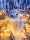 A cute kitten with big sparkling eyes sitting among floating hearts and twinkling stars.