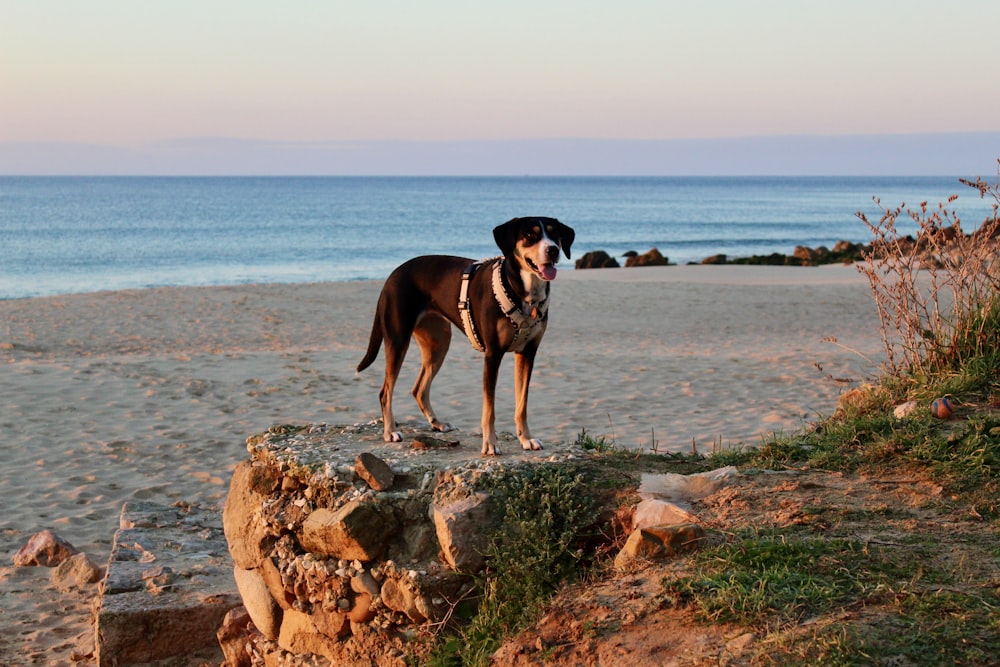 black and white short coated dog standing on brown rock near body of water during daytime