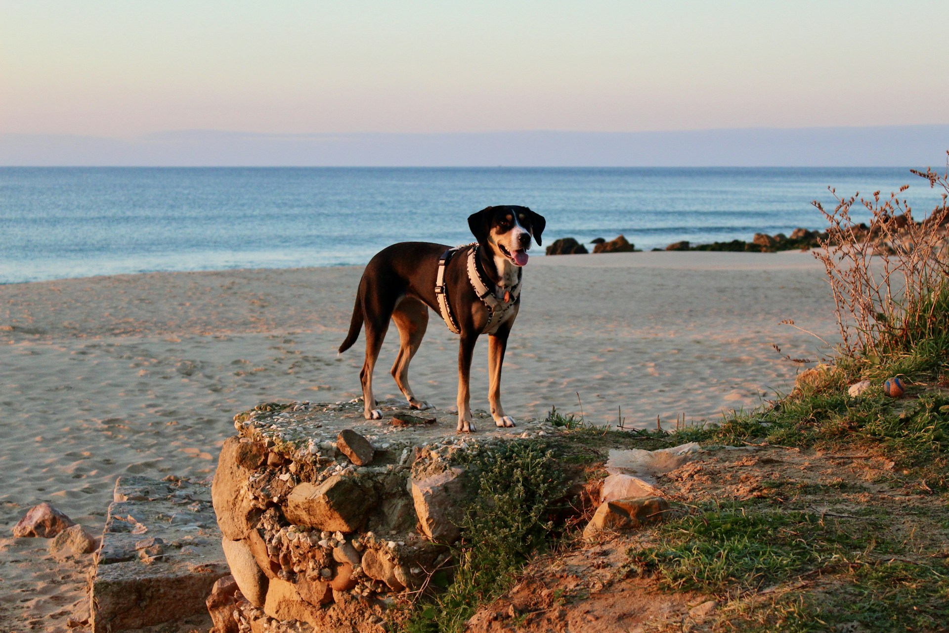 black and white short coated dog standing on brown rock near body of water during daytime