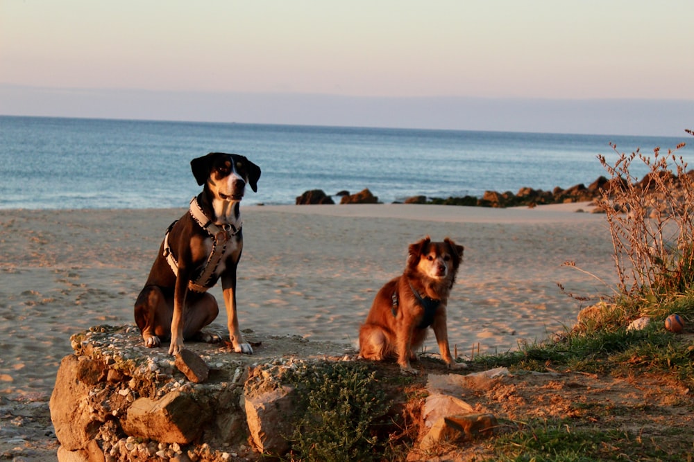 brown and black short coated dog on gray rock near body of water during daytime