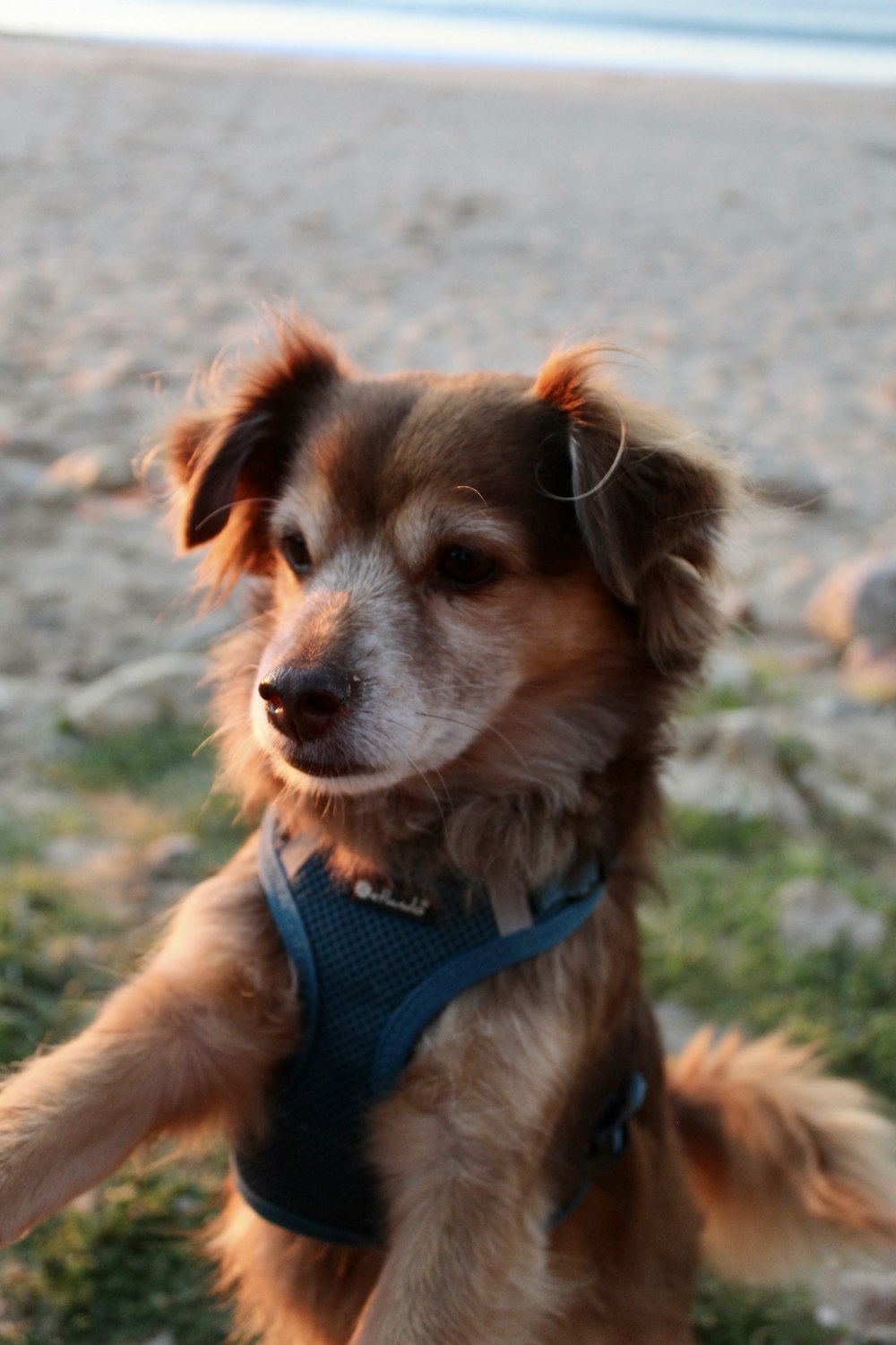 brown and white short coated small dog