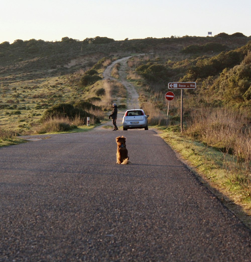 brown short coated dog on gray asphalt road during daytime