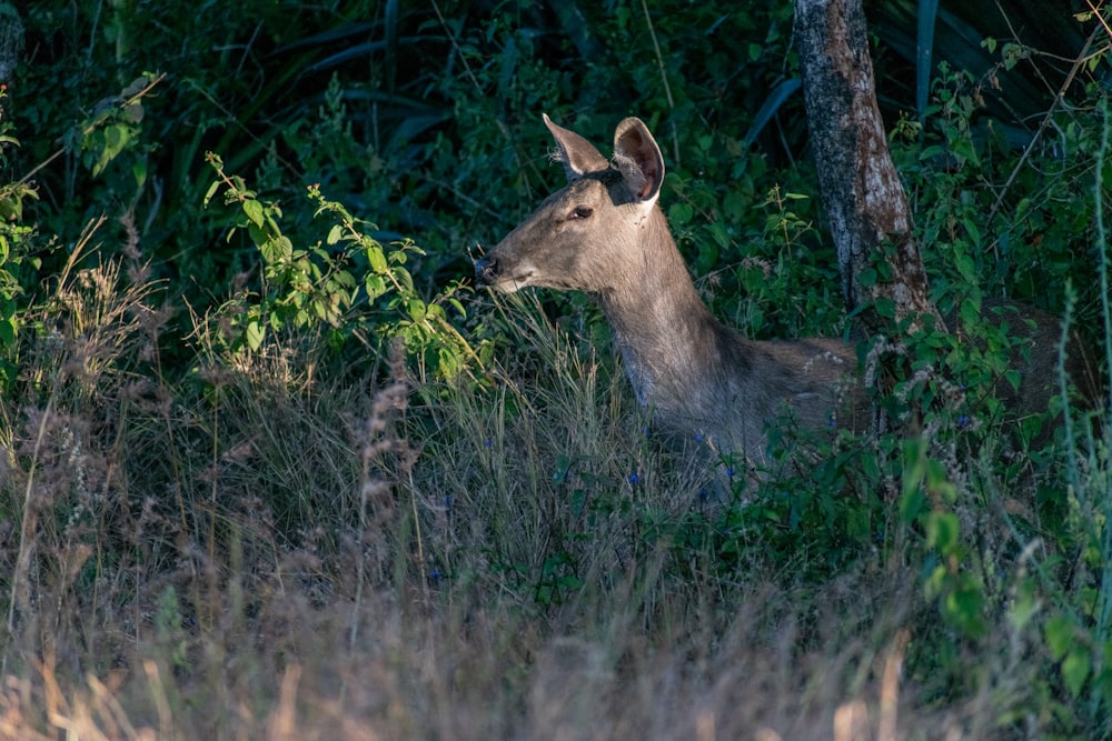 brown deer on green grass field during daytime