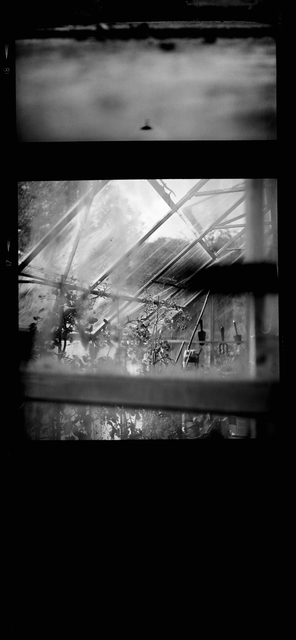 grayscale photo of plants in greenhouse