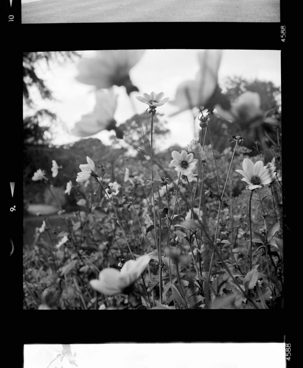 grayscale photo of flower during daytime